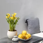 Cassaris Mykonos 別荘 Drafaki